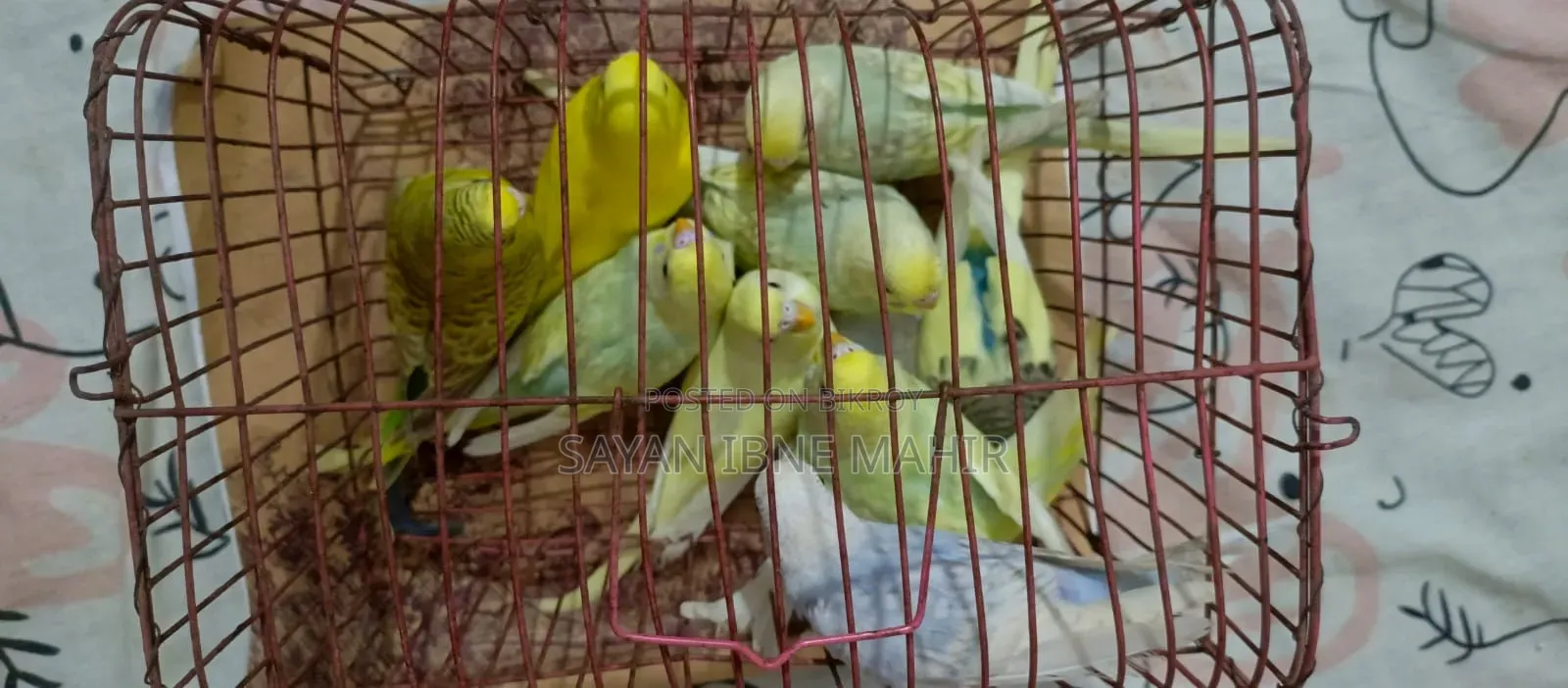 Budgerigar sell