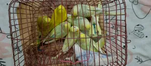 Budgerigar sell