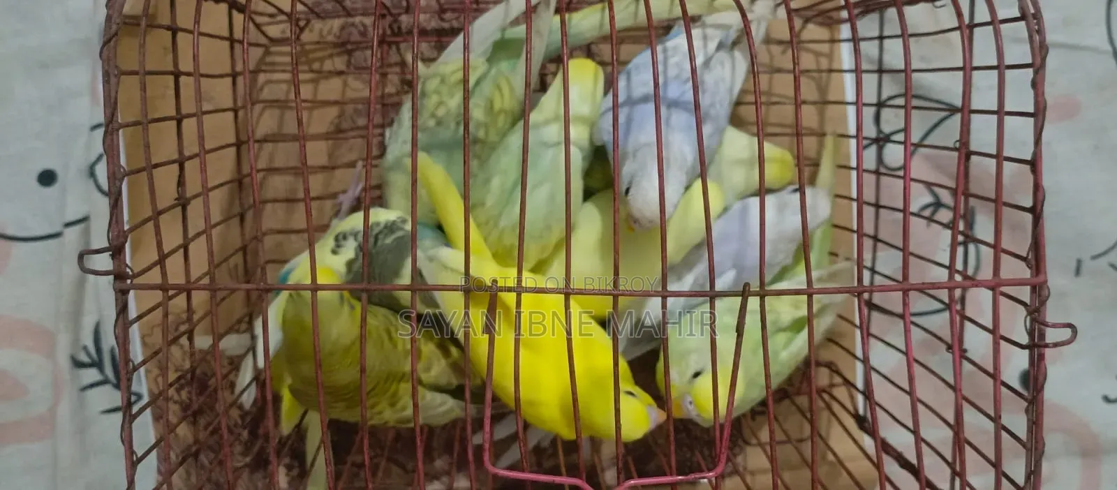 Budgerigar sell