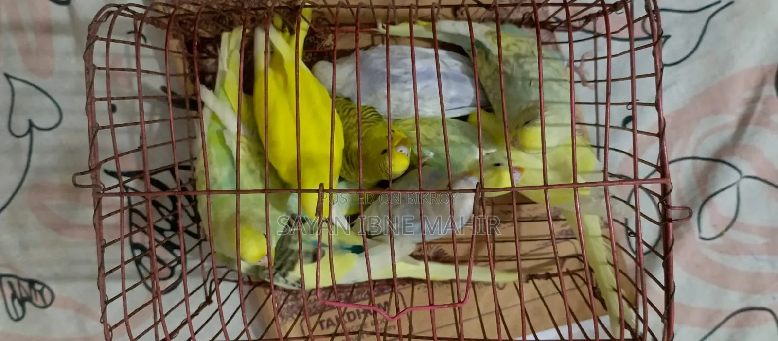 Budgerigar sell