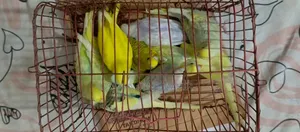 Budgerigar sell