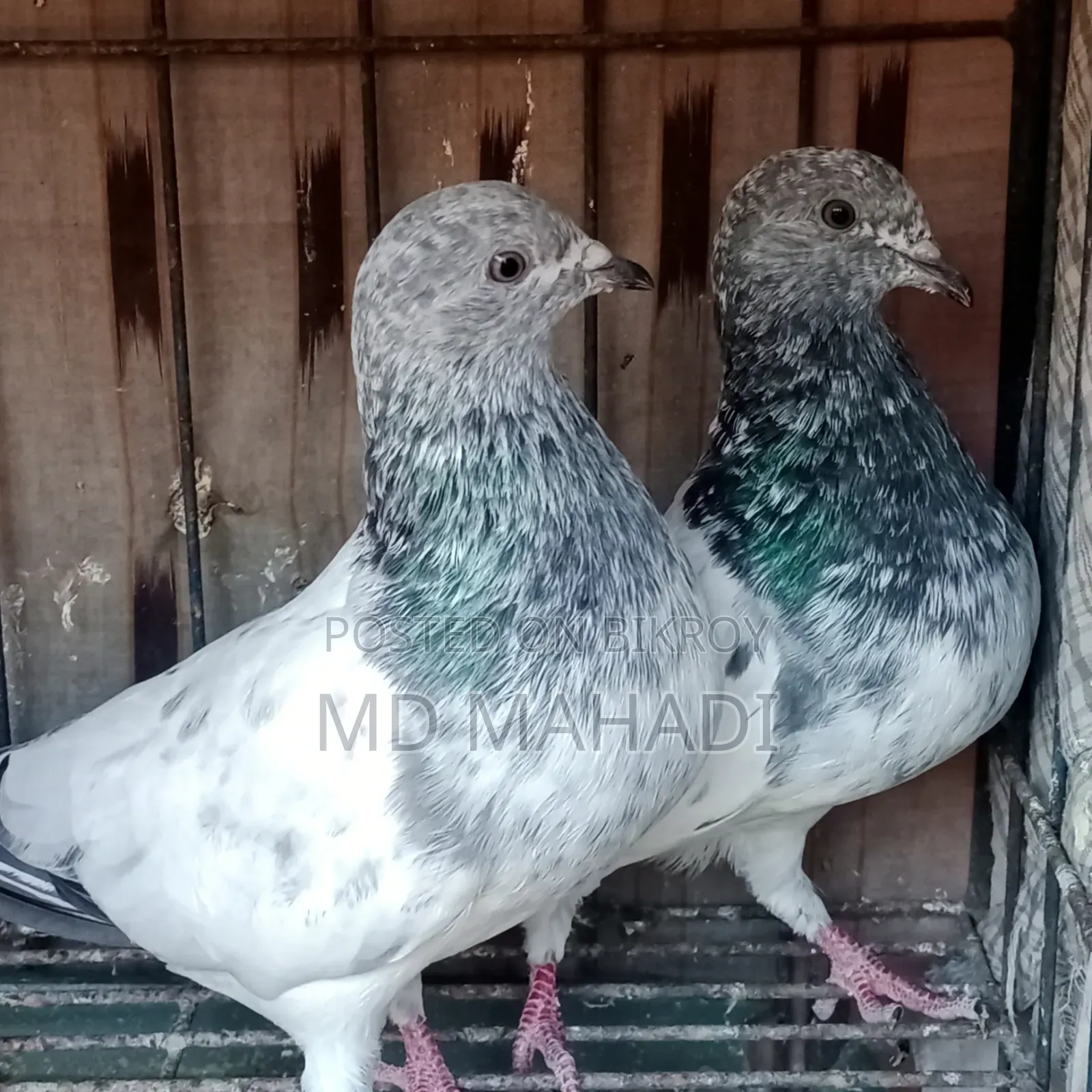 Adult Pair New Decade Complete Pankhi