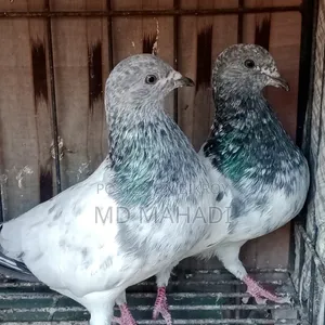 Adult Pair New Decade Complete Pankhi