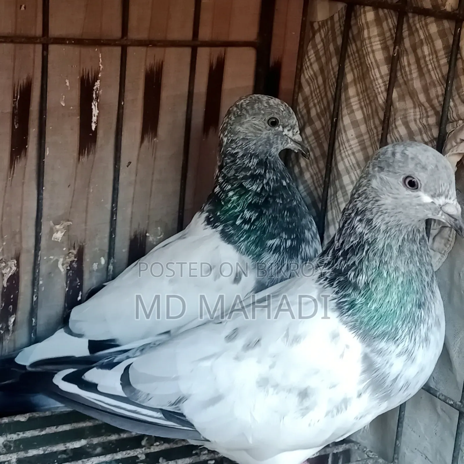 Adult Pair New Decade Complete Pankhi