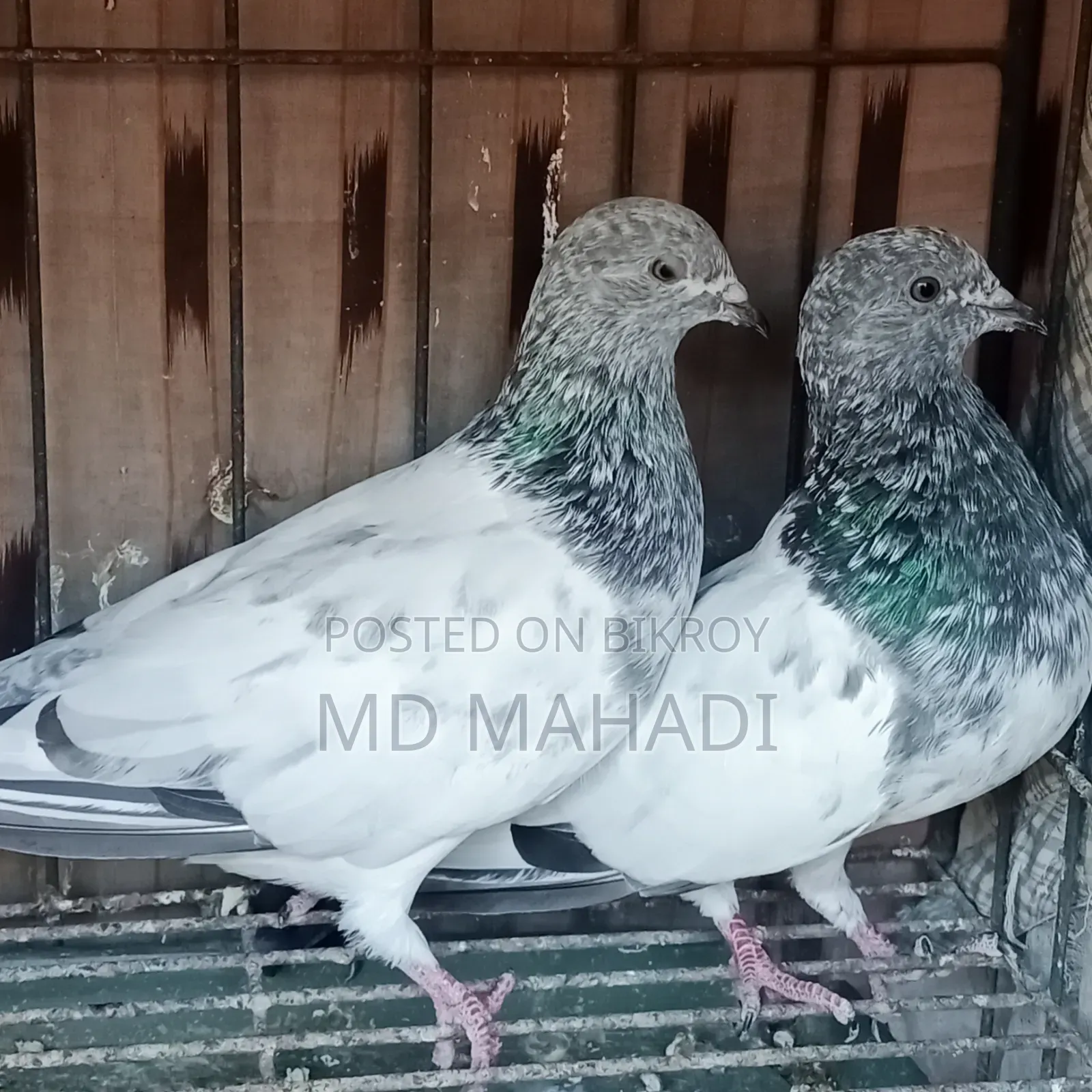 Adult Pair New Decade Complete Pankhi