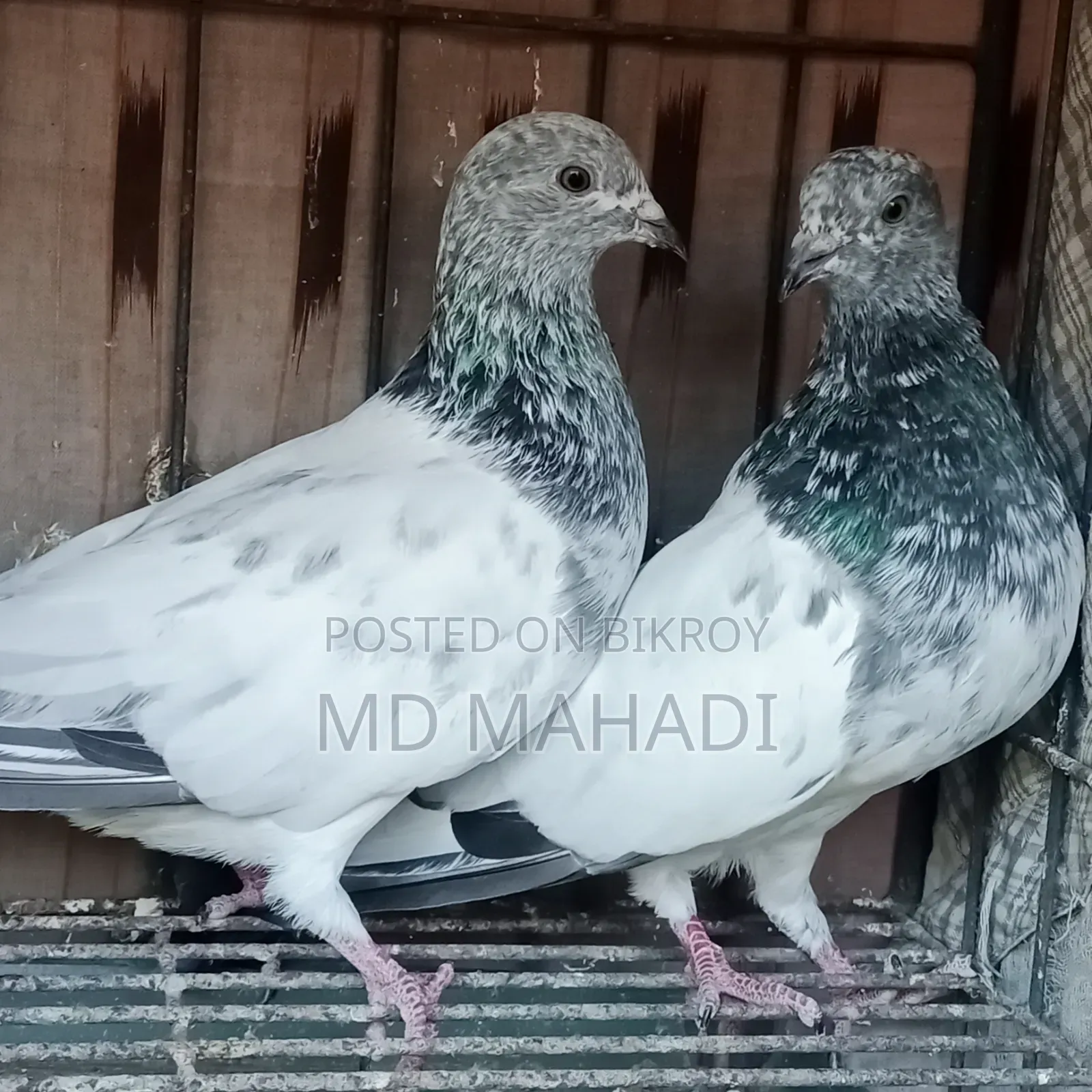 Adult Pair New Decade Complete Pankhi