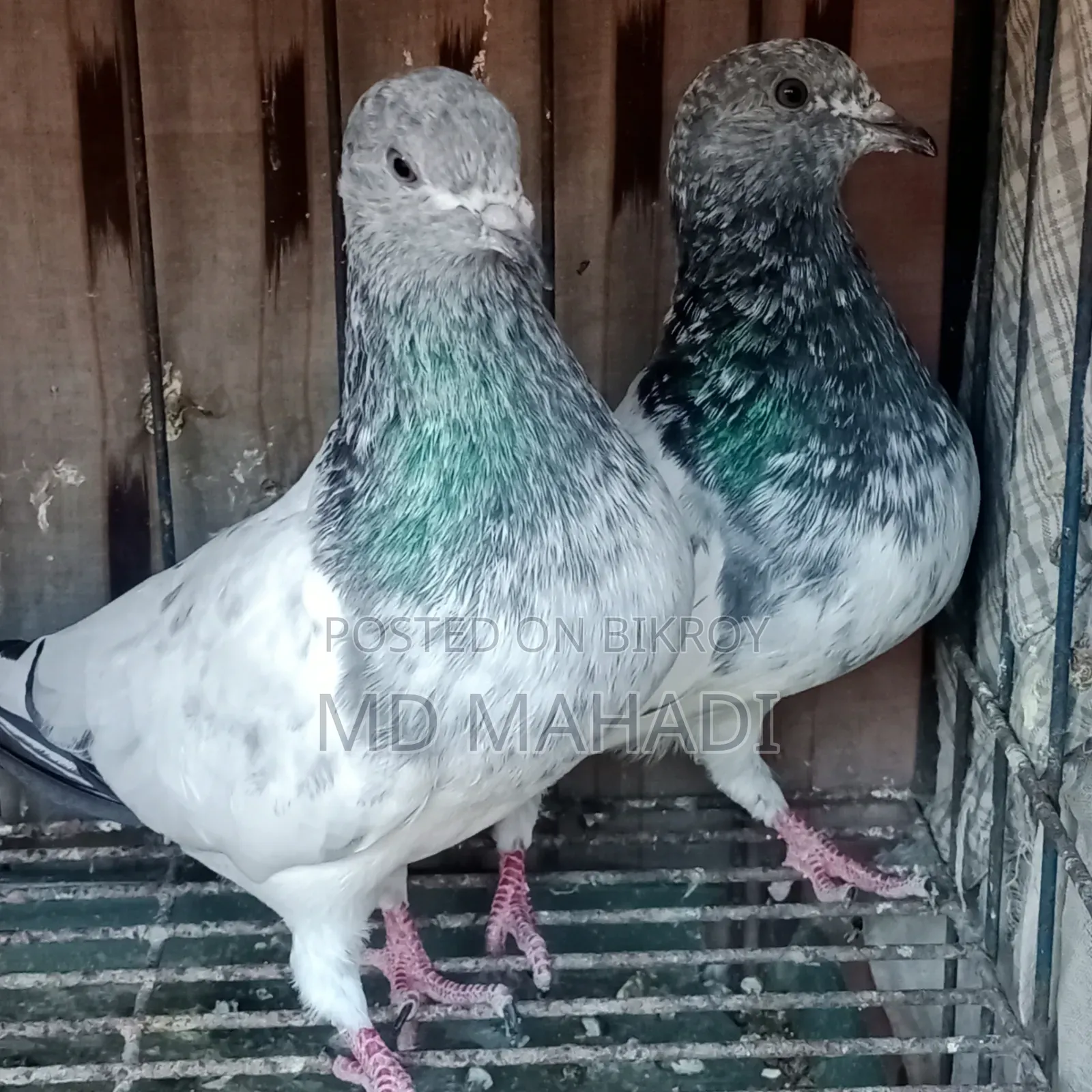 Adult Pair New Decade Complete Pankhi