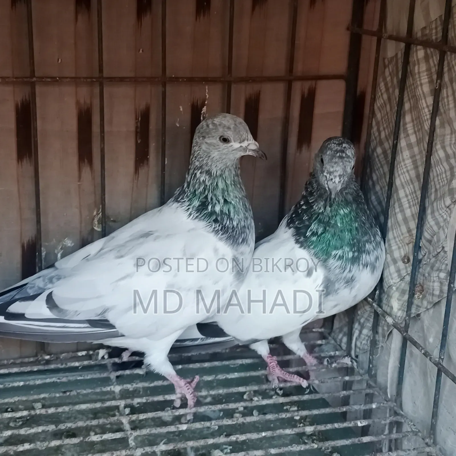 Adult Pair New Decade Complete Pankhi