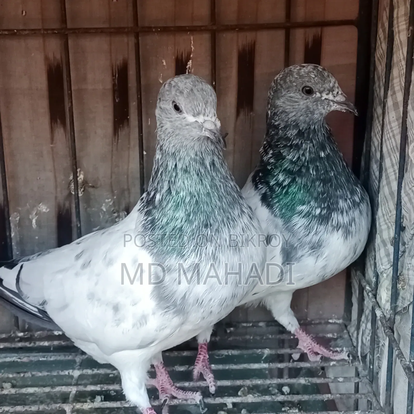 Adult Pair New Decade Complete Pankhi