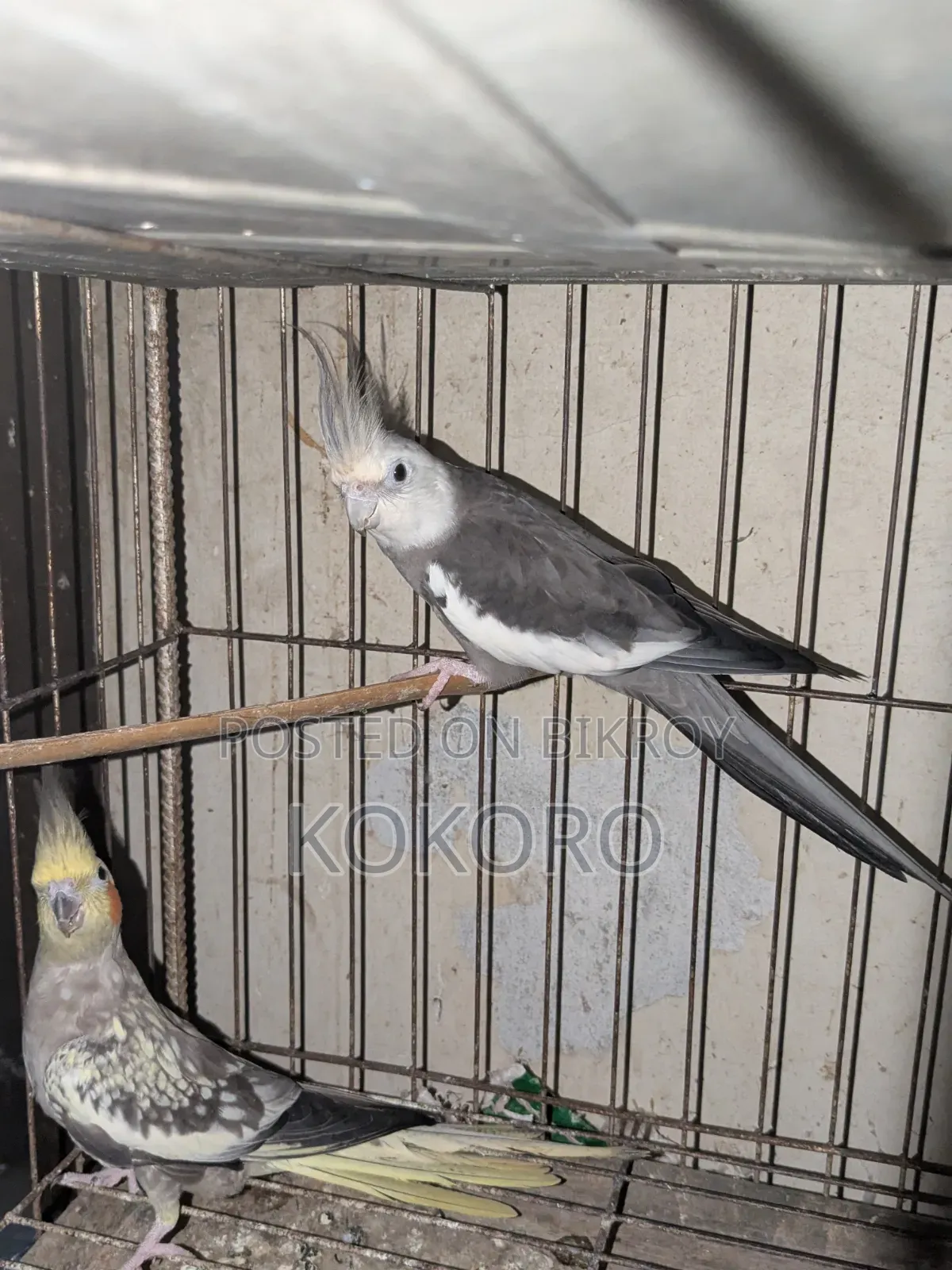 Cockatiel Bird Pair