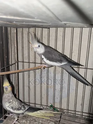 Cockatiel Bird Pair