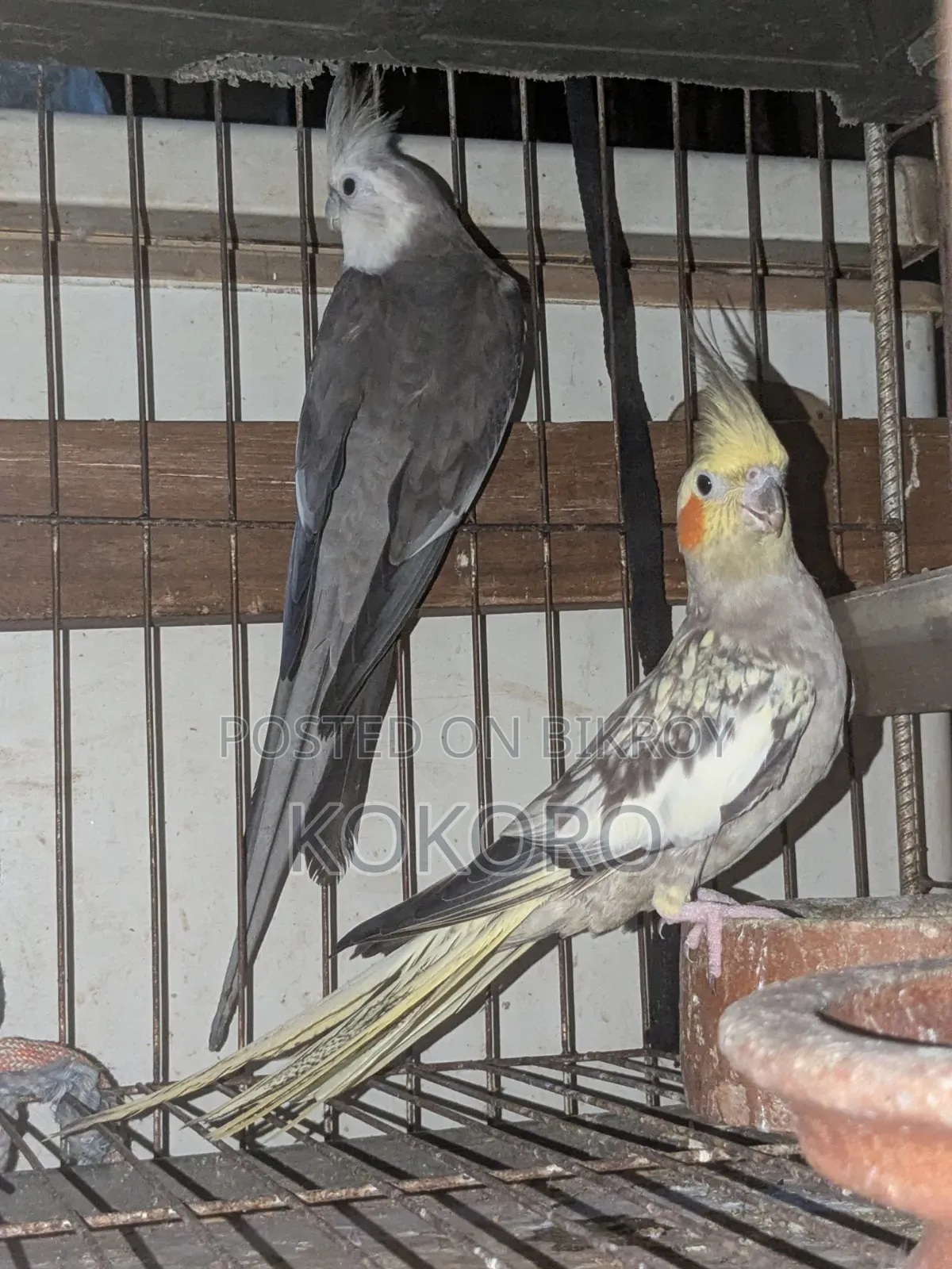 Cockatiel Bird Pair