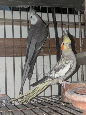 Cockatiel Bird Pair
