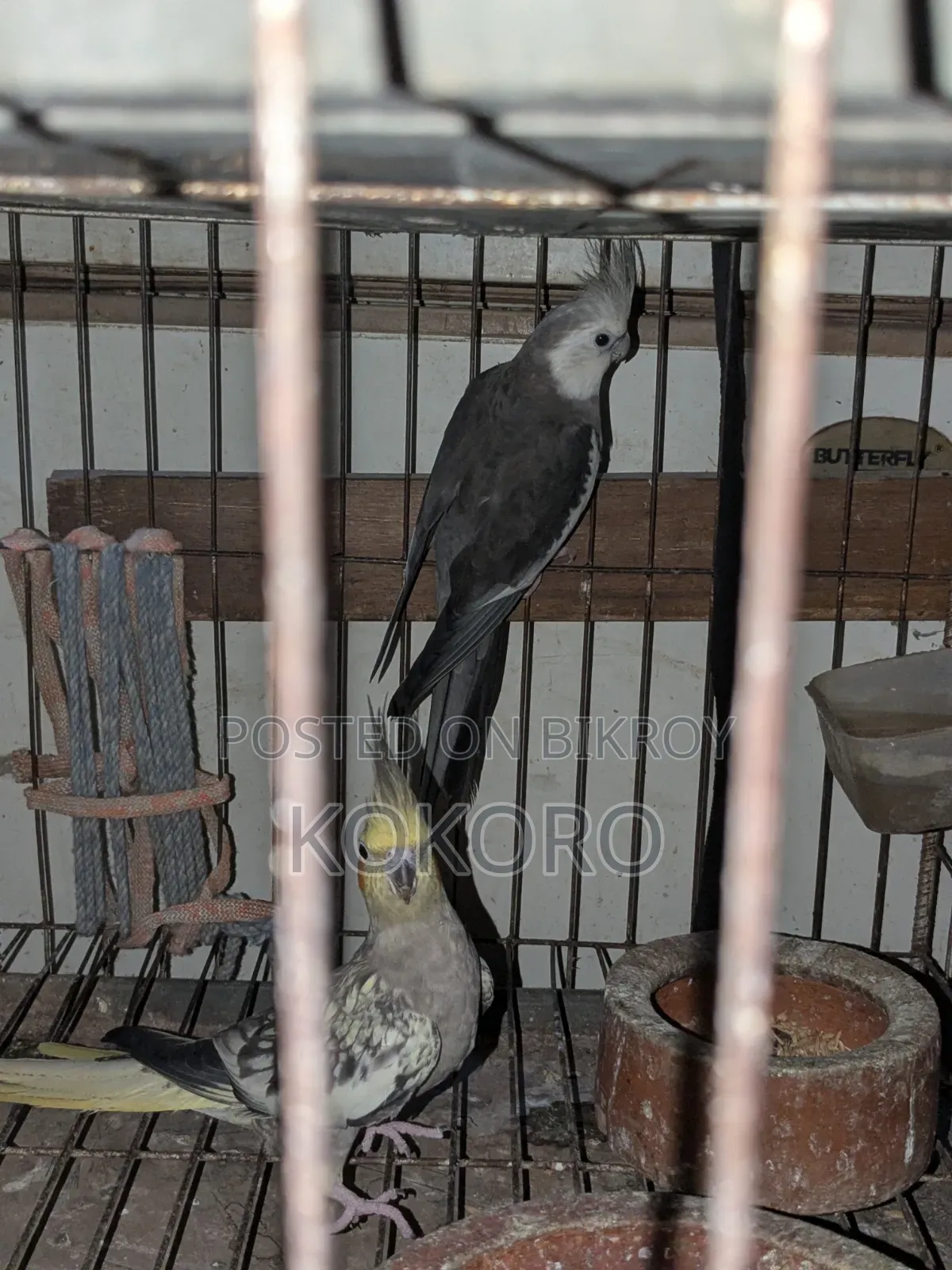 Cockatiel Bird Pair