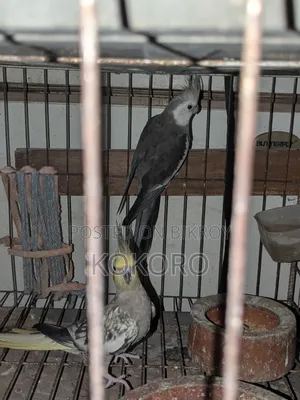 Cockatiel Bird Pair