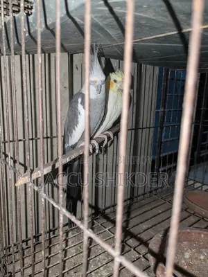 Pair of Cockatiel Birds