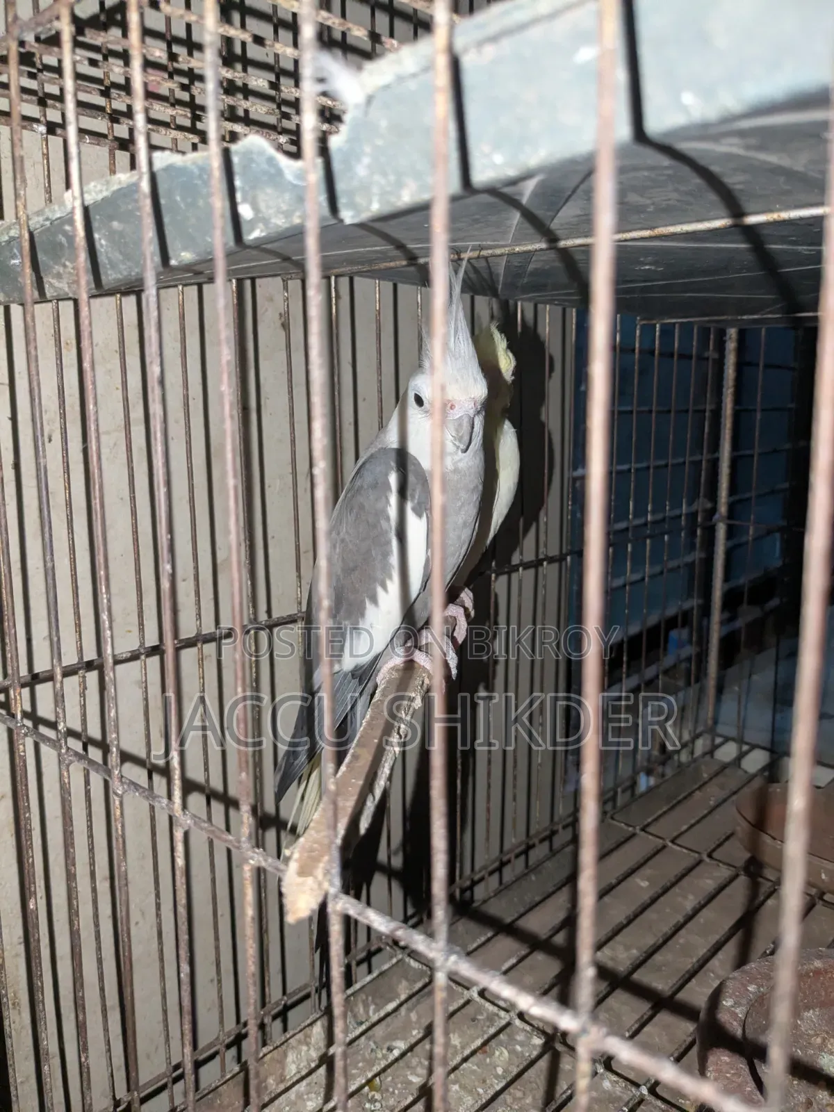 Pair of Cockatiel Birds