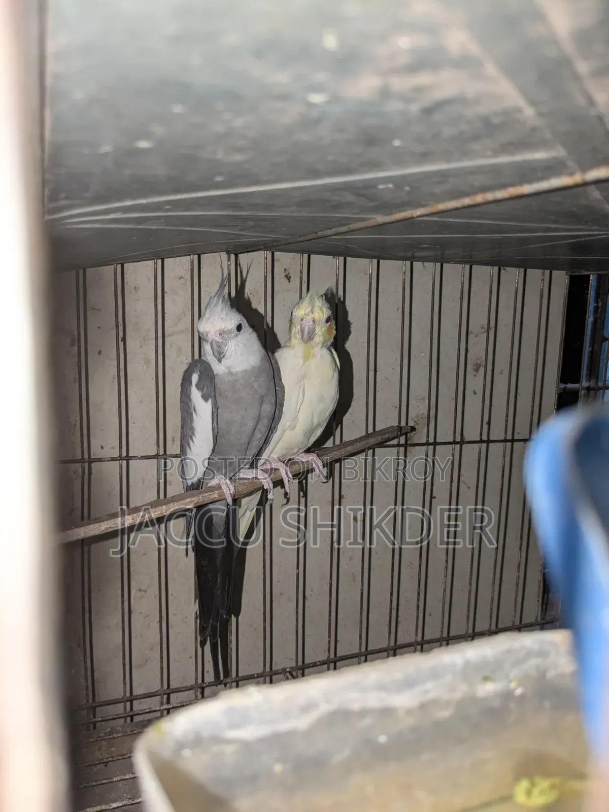 Pair of Cockatiel Birds