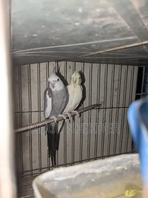 Pair of Cockatiel Birds