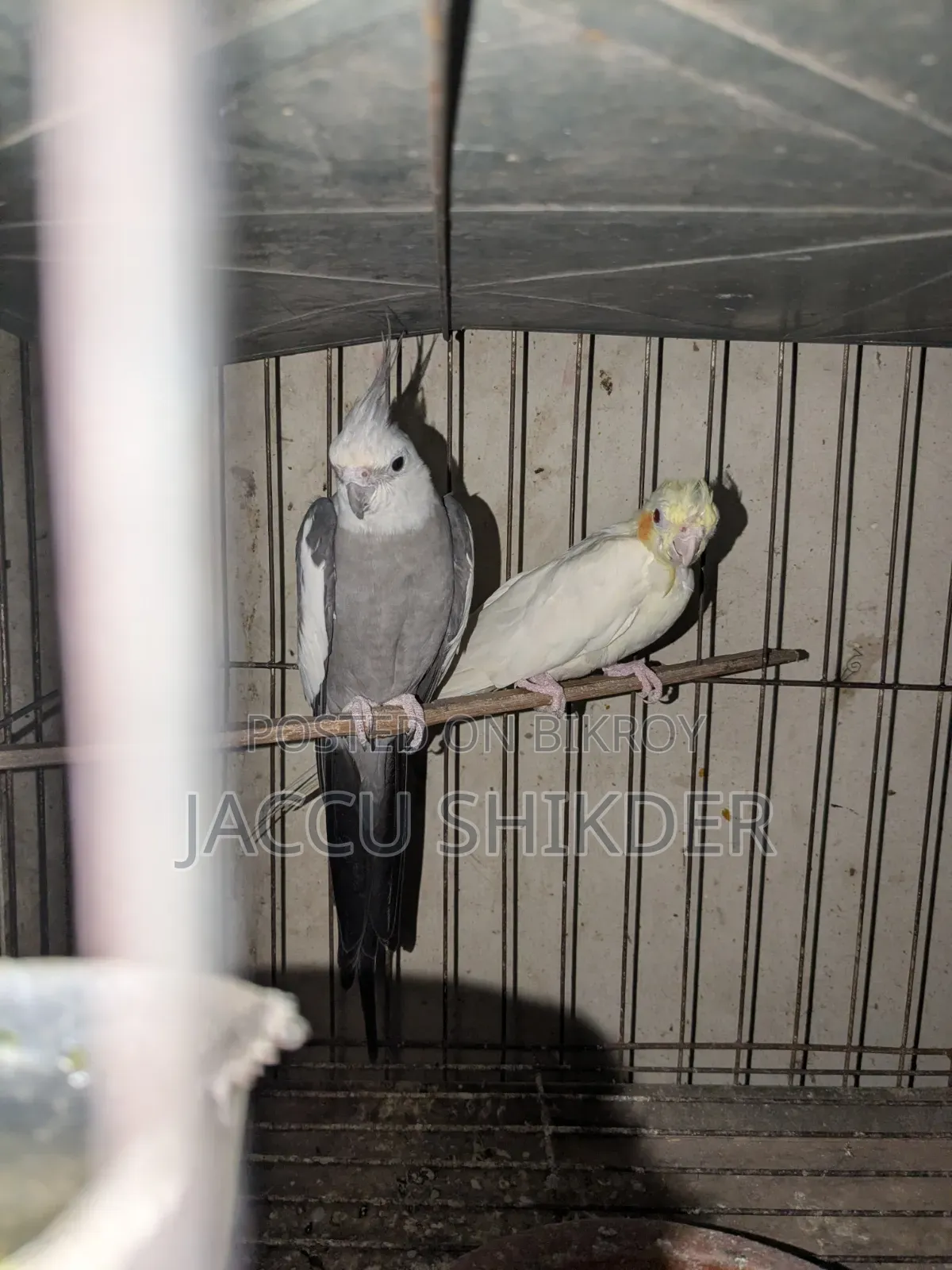 Pair of Cockatiel Birds