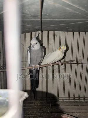 Pair of Cockatiel Birds