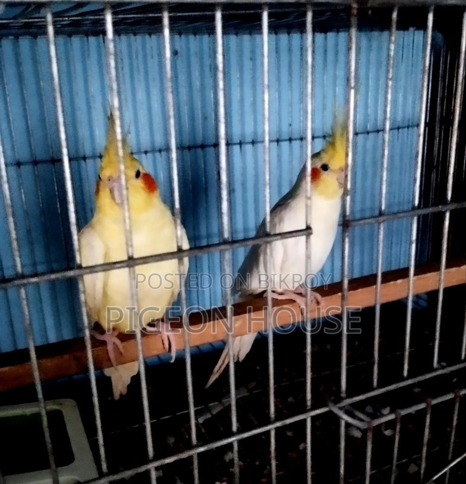 1 Pair Adult Cocktail Bird for Sell