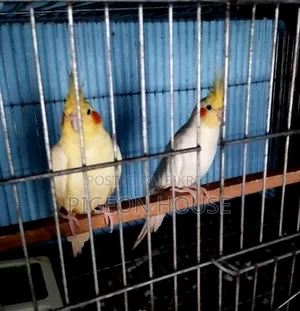 1 Pair Adult Cocktail Bird for Sell