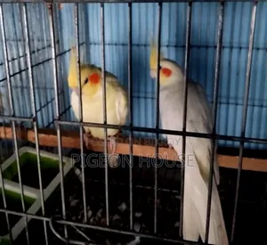 1 Pair Adult Cocktail Bird for Sell