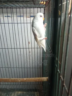 Budgerigar Male