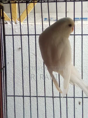 Budgerigar Male