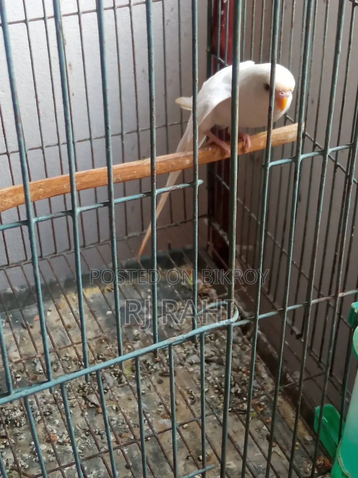 Budgerigar Male