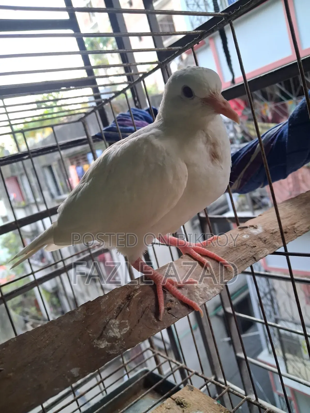 White Dove Bird