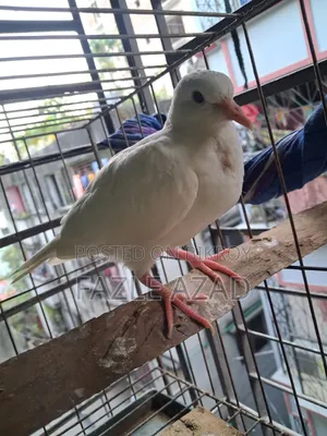 White Dove Bird