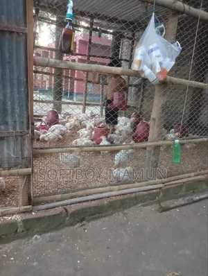রিয়েলমি ১০ ১২৮ জিবি