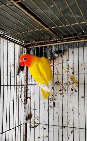 Love Birds