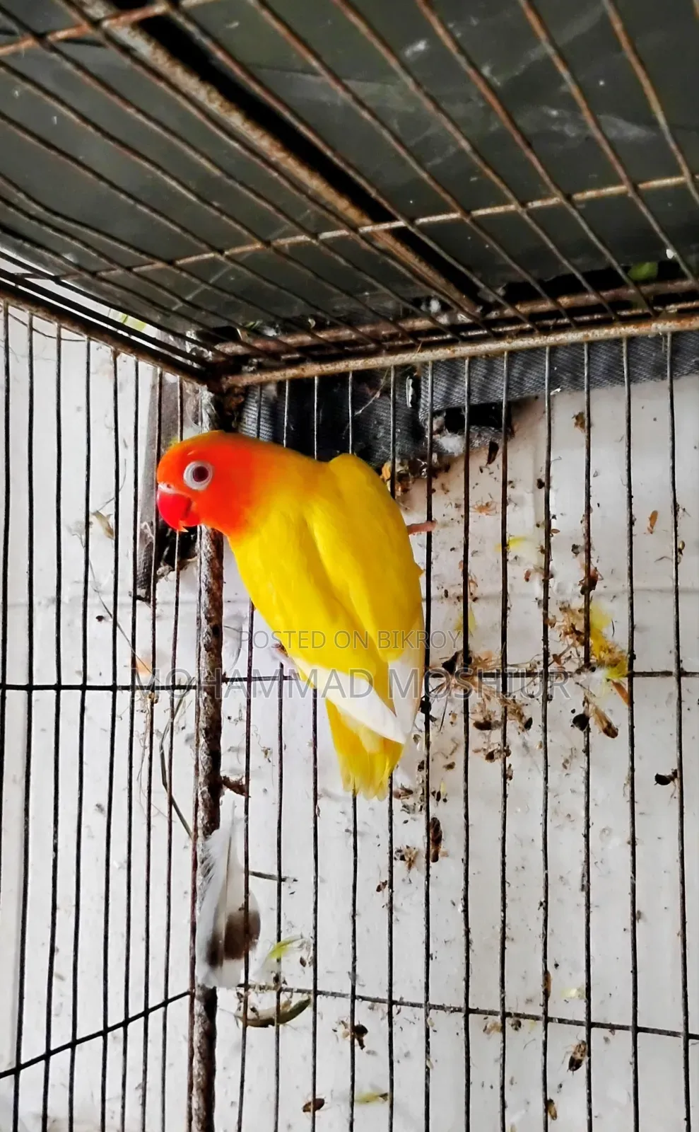 Love Birds