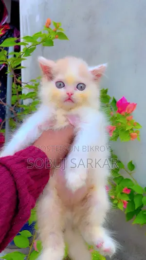 ১-৩ মাসের মেল মিক্সড ব্রিড এক্সোটিক