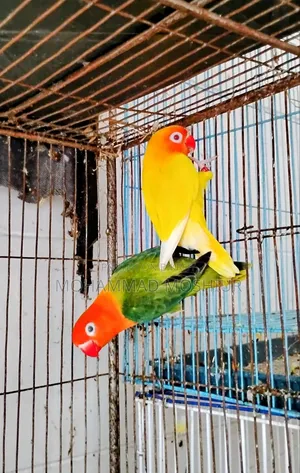 Love Birds