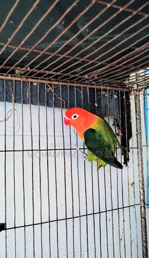 Love Birds