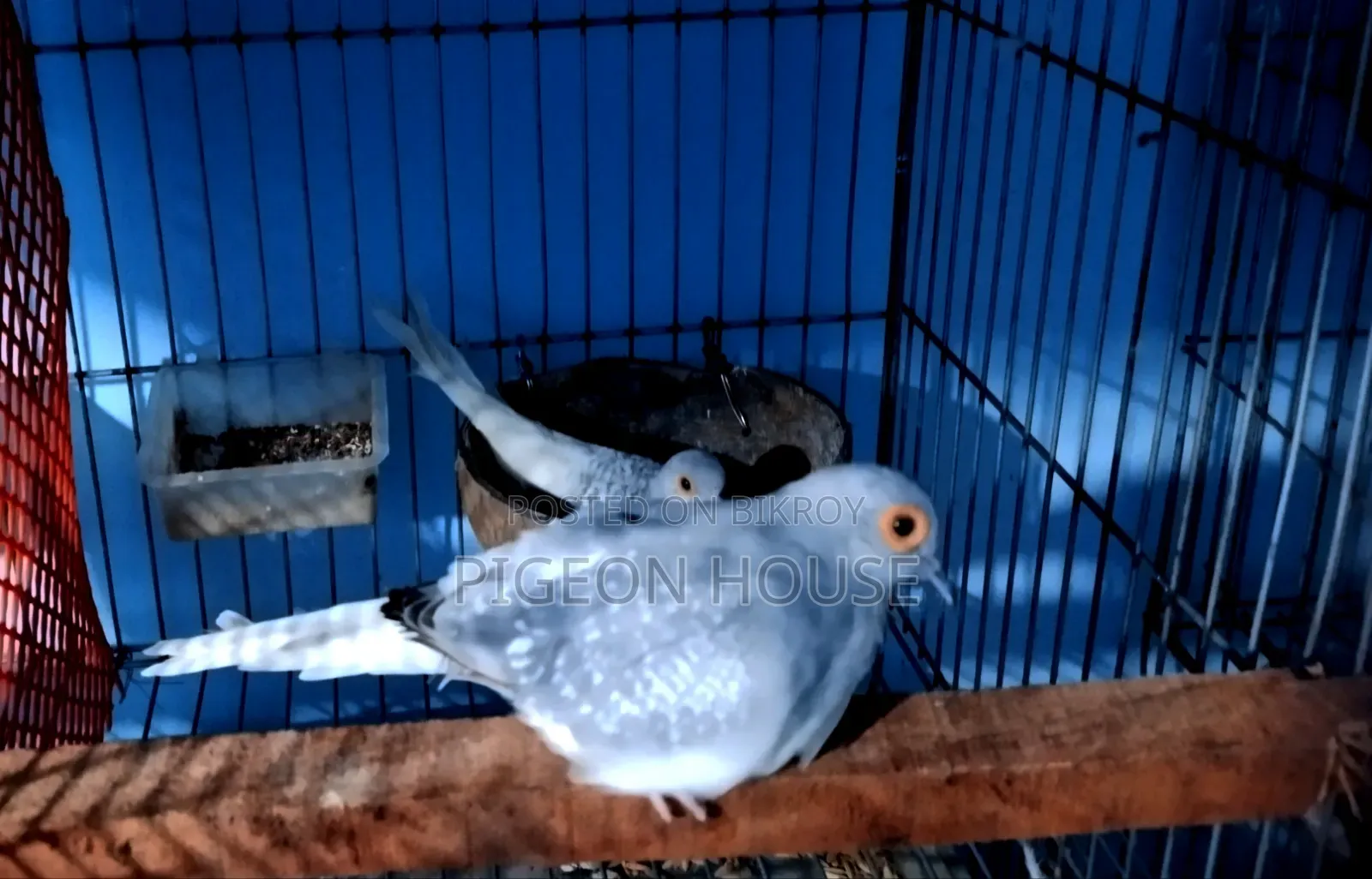 1 Pair Adult Diamond Dove for Sell