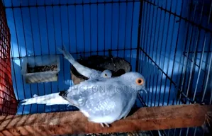 1 Pair Adult Diamond Dove for Sell