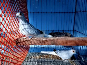 1 Pair Adult Diamond Dove for Sell