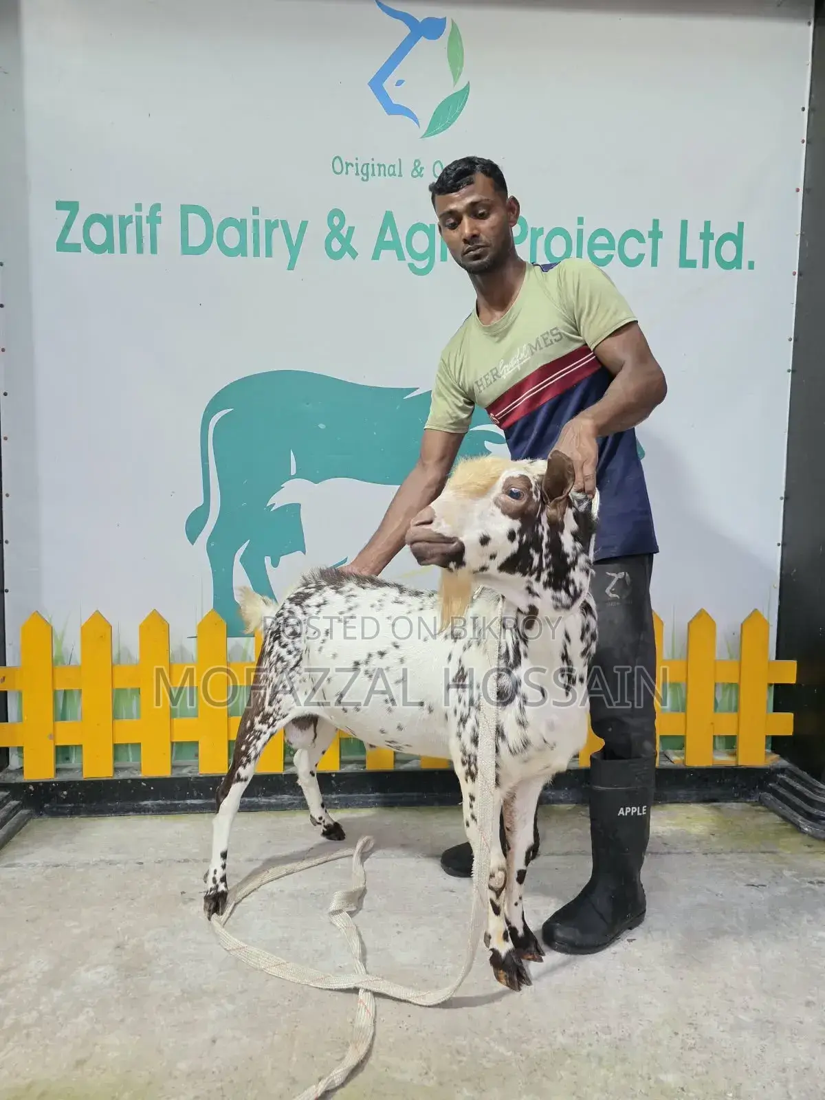 উন্নত জাতের পাঠা