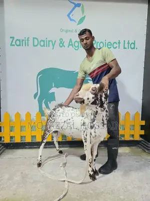 উন্নত জাতের পাঠা