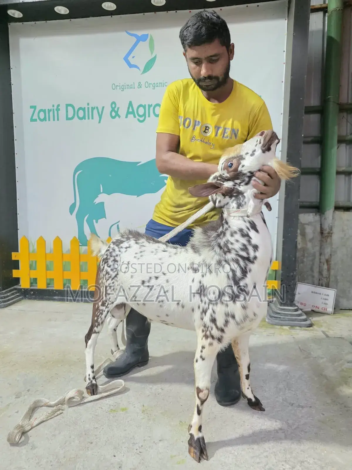 উন্নত জাতের পাঠা