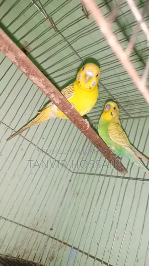 Two Pairs of Breeding Budgies
