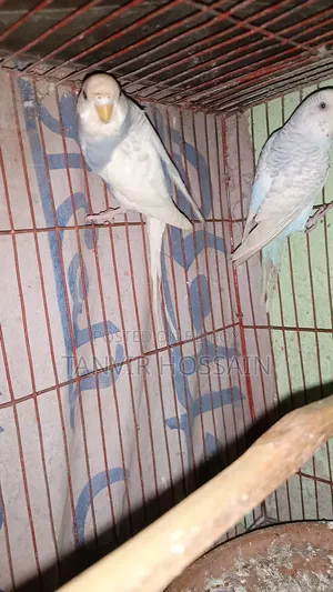 Two Pairs of Breeding Budgies