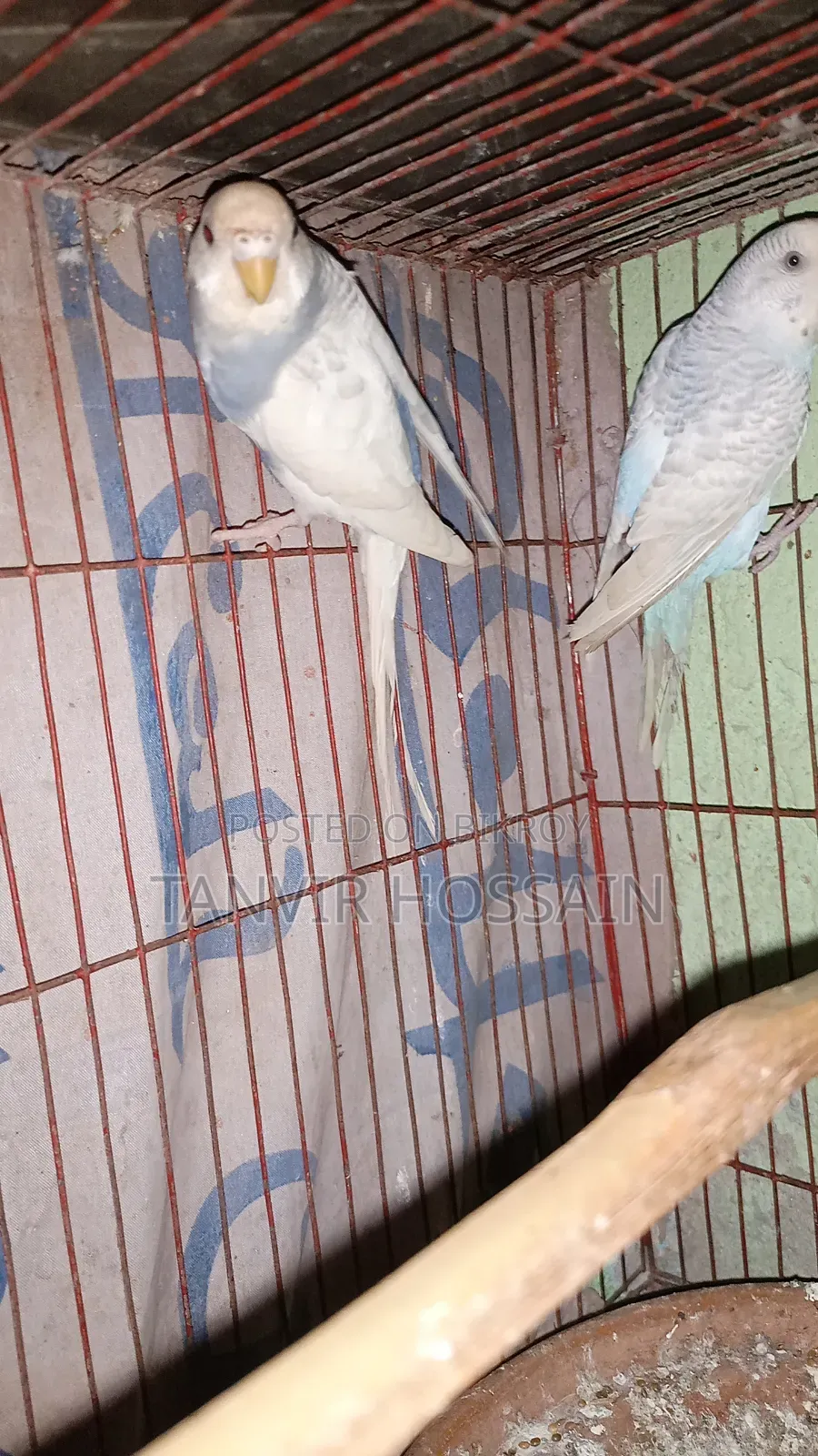 Two Pairs of Breeding Budgies