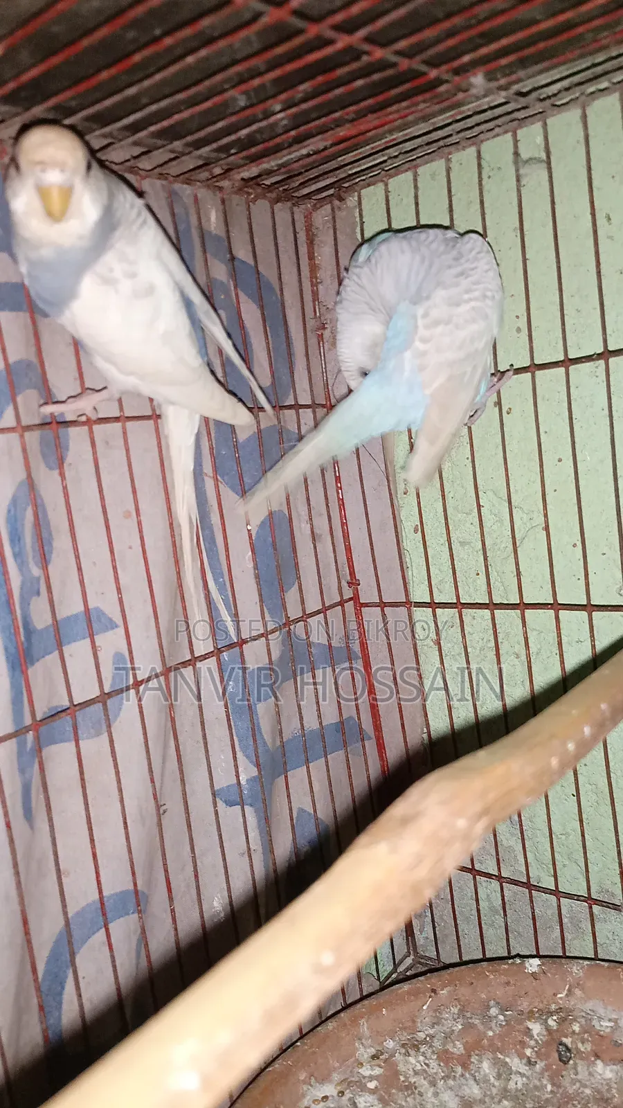 Two Pairs of Breeding Budgies