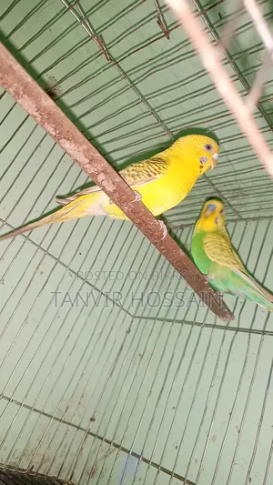 Two Pairs of Breeding Budgies